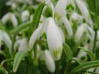 Galanthus nivalis Viridapicis